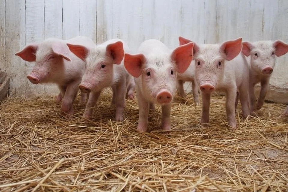 В Самарской области из-за вируса АЧС уничтожили 231 домашнюю свинью