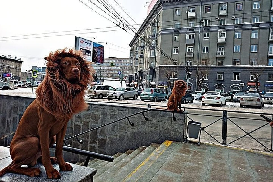 Сибиряк устроил своим псам «львиную» фотосессию около метро. Фото: Николай Якуб