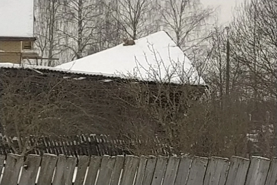 "Что в этом шокирующего? Не медведь же!" Фото: "Подслушано в Рыбинске"\vk.com.
