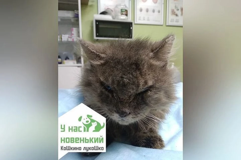 Кот, страдающий от чесотки, умер в приюте.
