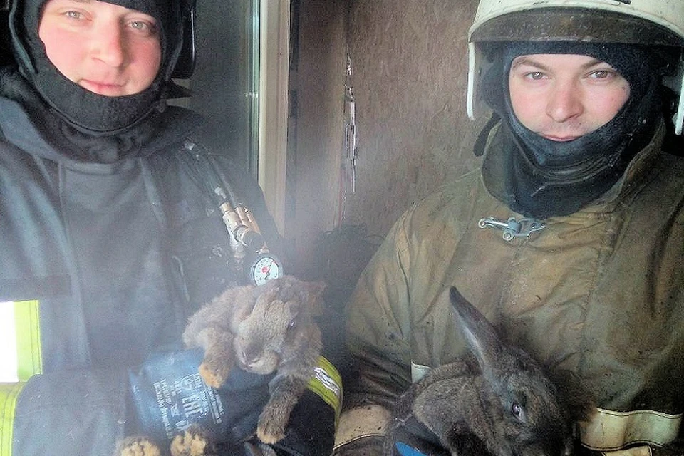 «Ушастый квартет»: в Тобольске пожарные спасли из огня четырёх кроликов