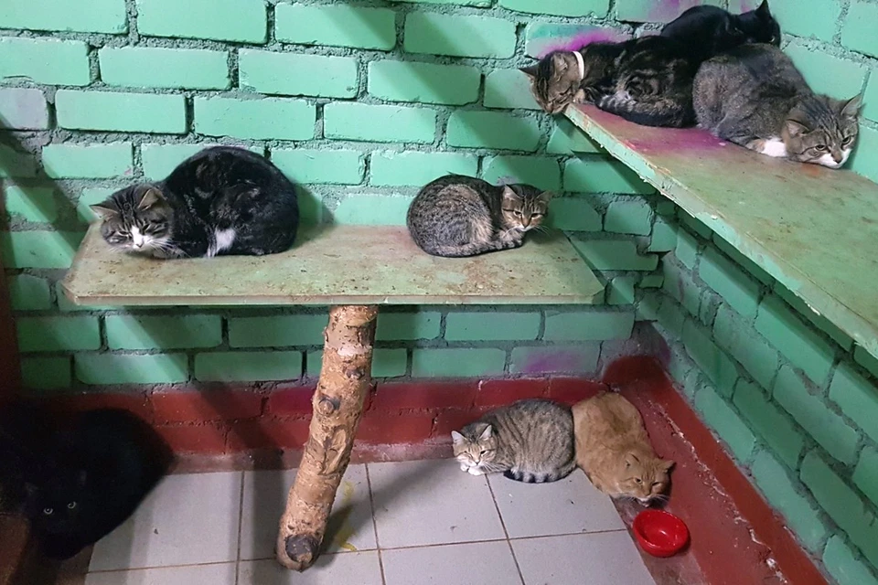 Жизнь на зоне оказалась куда сытнее, чем на свободе в ЦВСЖ. Фото: "Нежные кошки"