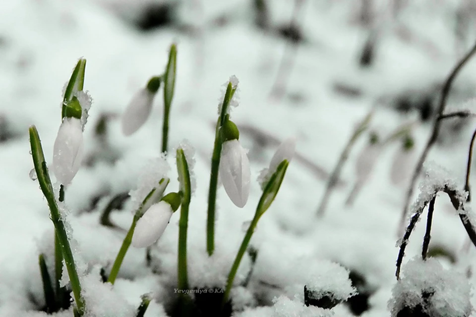 Подснежники замерзнут, но расцветут следующей весной. Фото: Евгения Карпачева