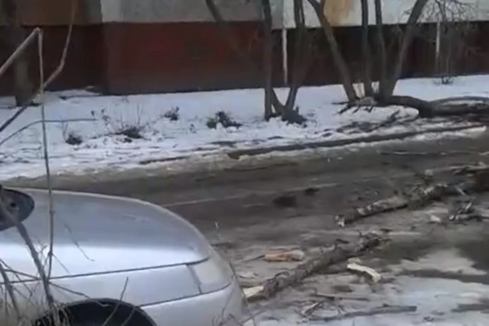В Липецке сильный ветер повалил дерево