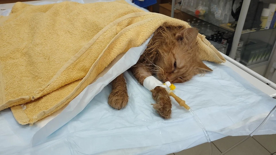 В Тюмени умер кот, которому заживо содрали кожу. Фото - Помощь Бездомным Животным "ЖиВи".