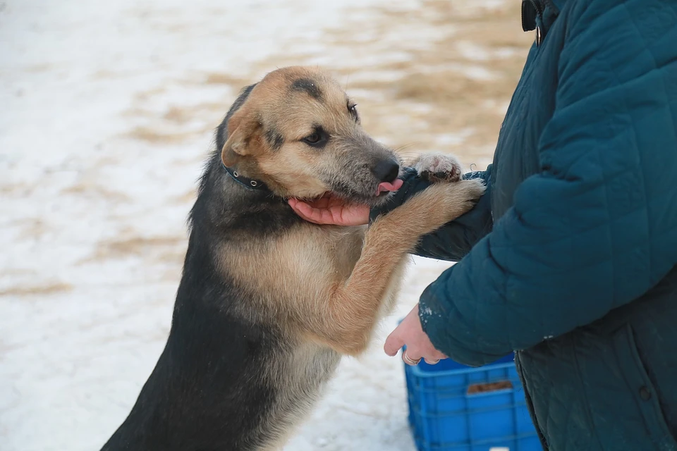 Чипирование домашних собак в Красноярске поможет в решении проблемы с бродячими собаками