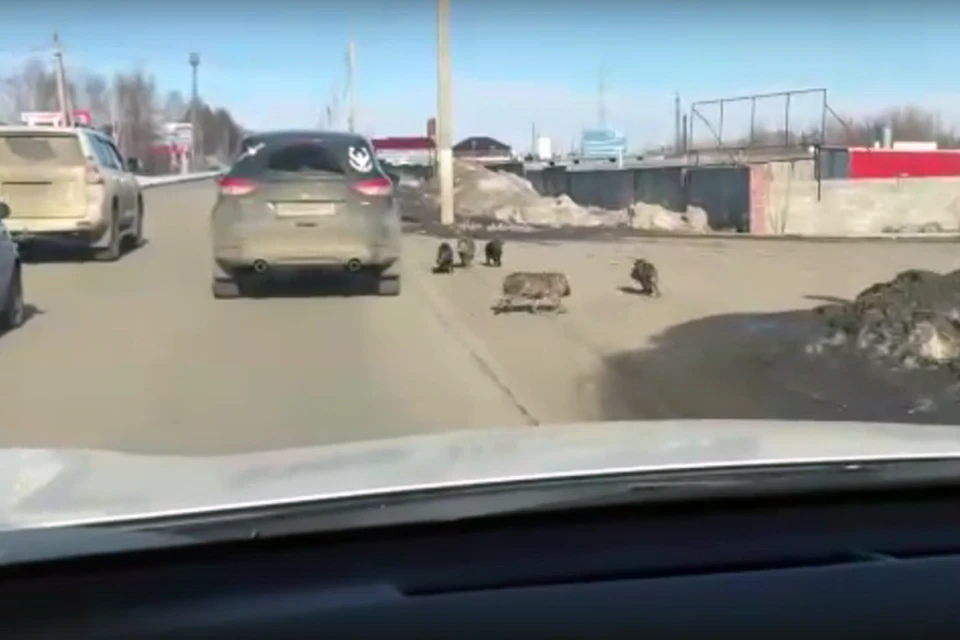 Хрюшки устроили автомобильную пробку в Челябинской области. Кадр из видео, соцсети