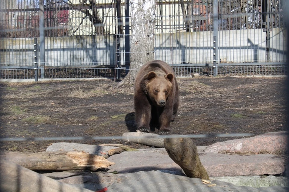 Бурый медведь греется на солнышке (фото пресс-службы учреждения).