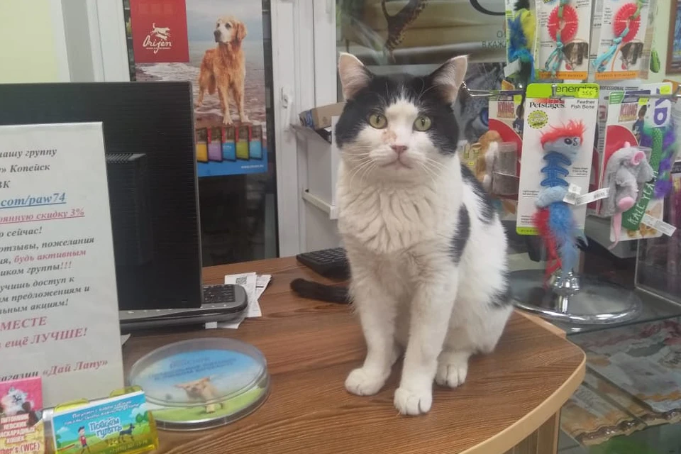 Когда-то Ефим был уличным котом, а теперь он продавец-консультант в зоомагазине. Фото: Александр Васильев