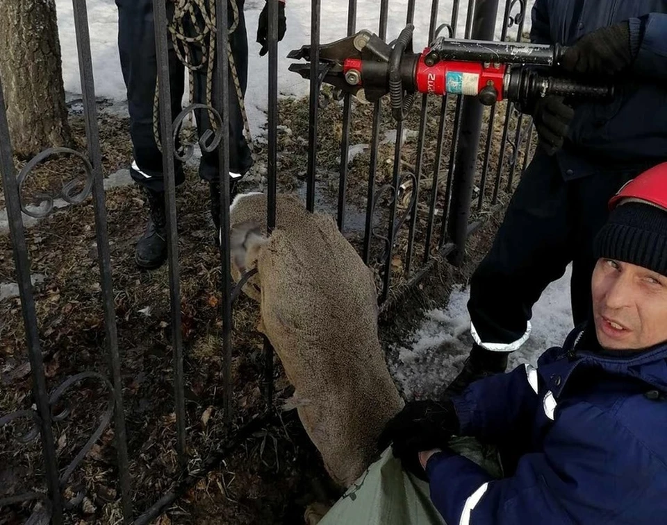 В Тобольске пожарные спасли косулю, застрявшую в заборе. Фото - ГУ МЧС по Тюменской области.