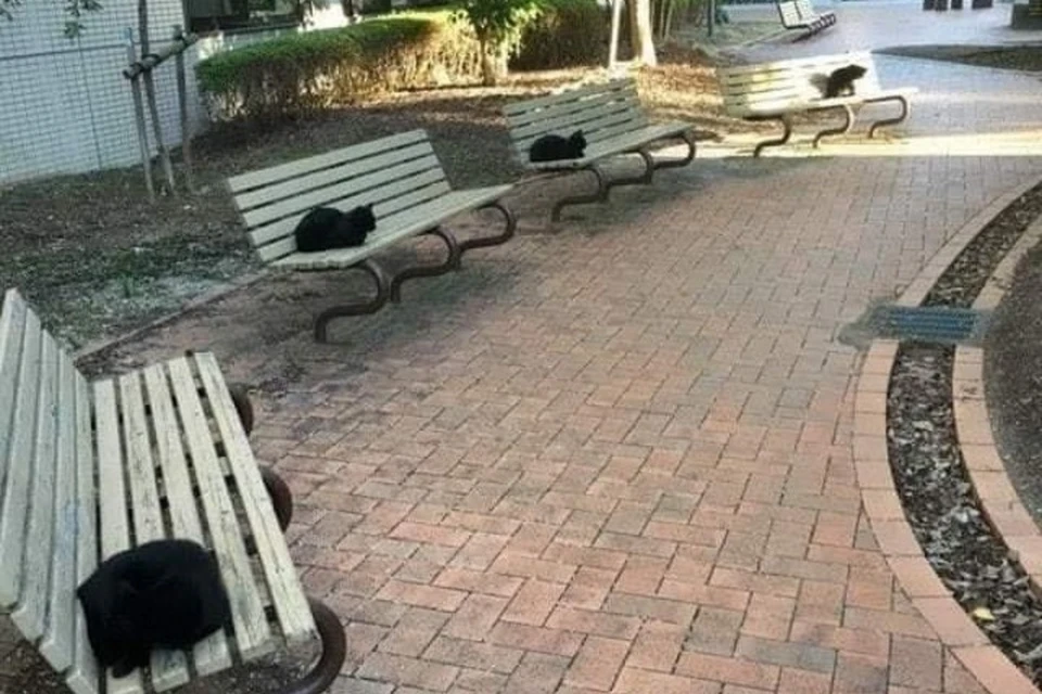 Коты грамотно держат дистанцию. Фото: facebook.com