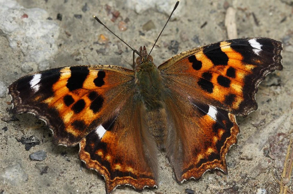 Городская бабочка ожила в Хабаровске