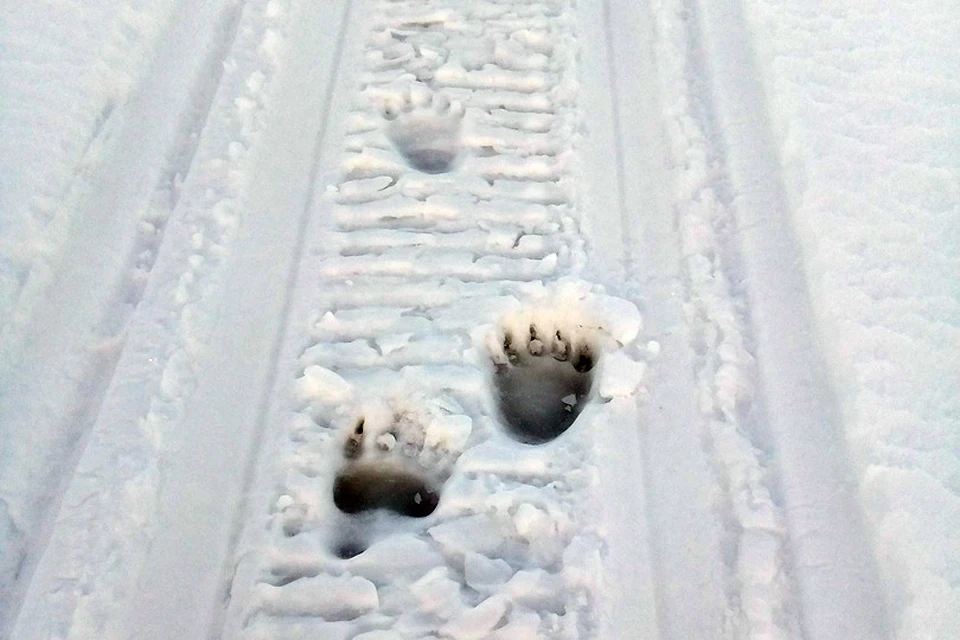 Следы медведя на снегу изрядно напугали северян. Фото: Юрий Березин