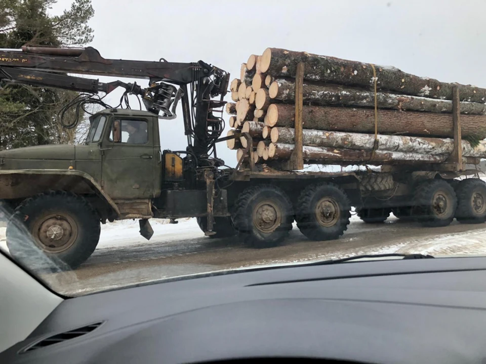 Полицейские задержали "черного лесоруба" в Тверской области Фото: УМВД России по Тверской области