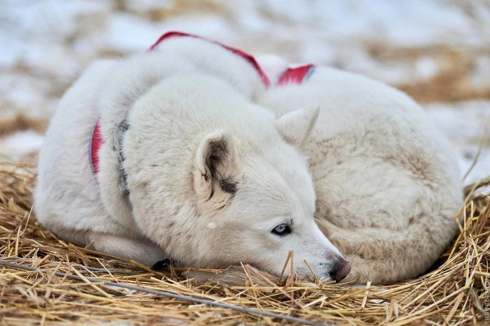 Хвостатый из «Дома северной собаки» . Фото из группы Вконтакте