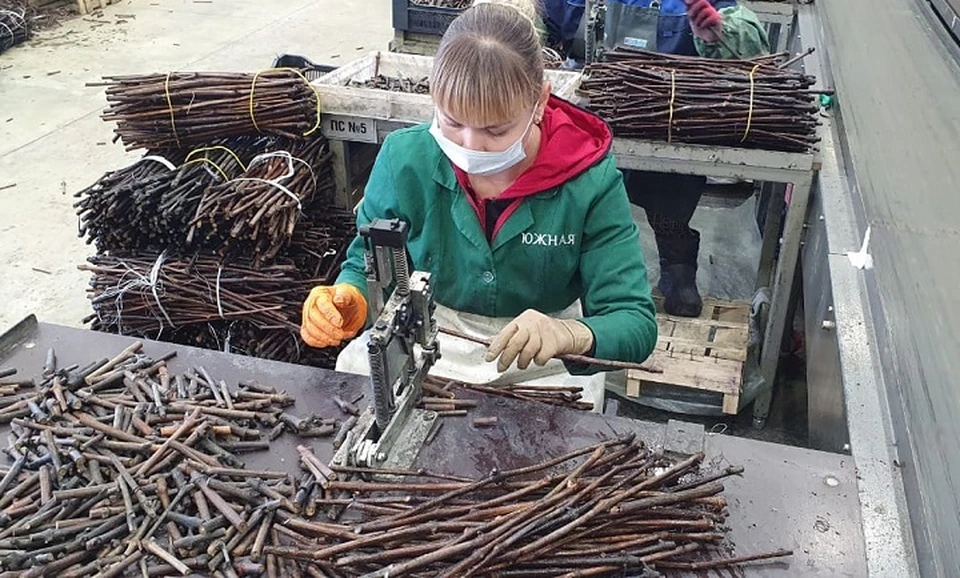 В питомнике агрофирмы «Южная» идет процесс производства прививок.