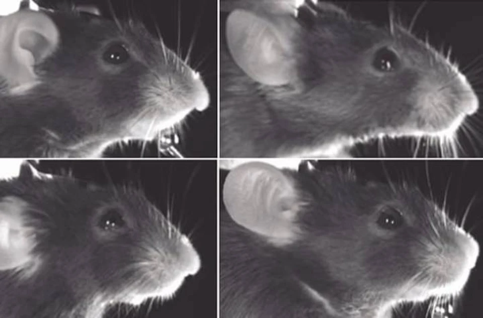 Ученые знают точно, какая из этих мышей улыбается.