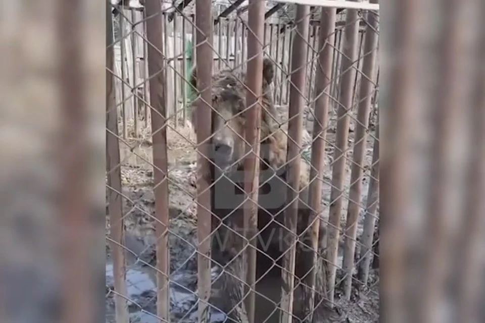 Под Красноярском на заброшенной даче нашли двух медведей. Стоп-кадр видео