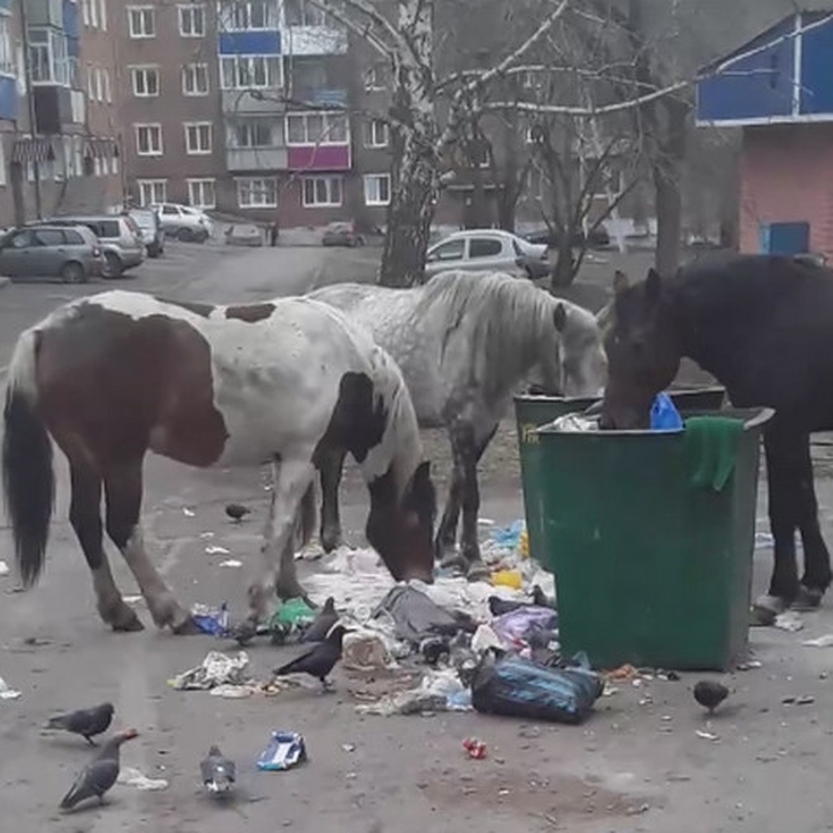 Беспризорные лошади роются в мусорках и пристают к прохожим в Прокопьевске  - KP.RU