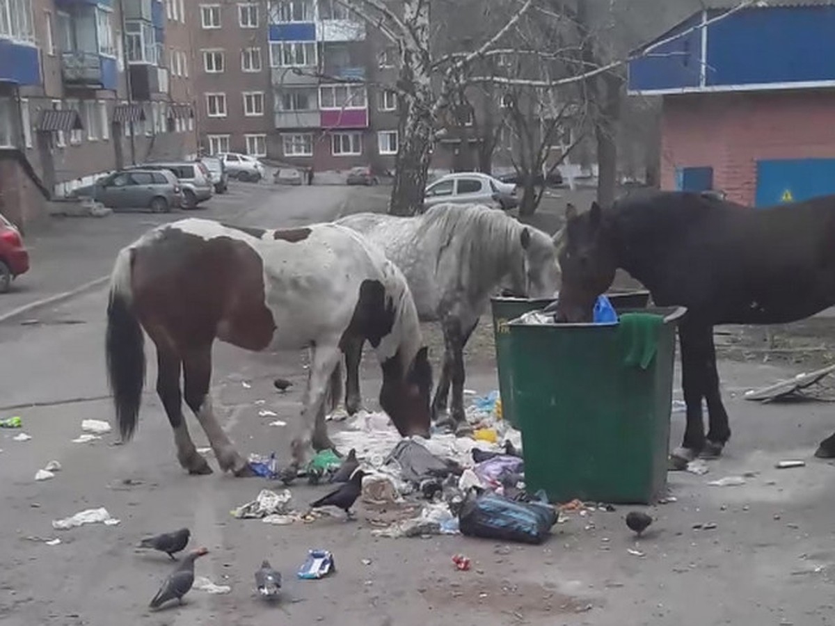 Беспризорные лошади роются в мусорках и пристают к прохожим в Прокопьевске  - KP.RU