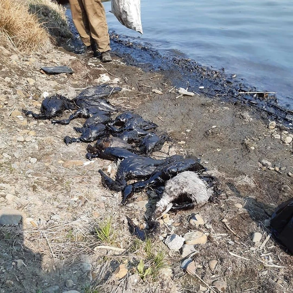 Мертвые птицы на берегу озера Соленого. Фото: инстаграм primorye_online