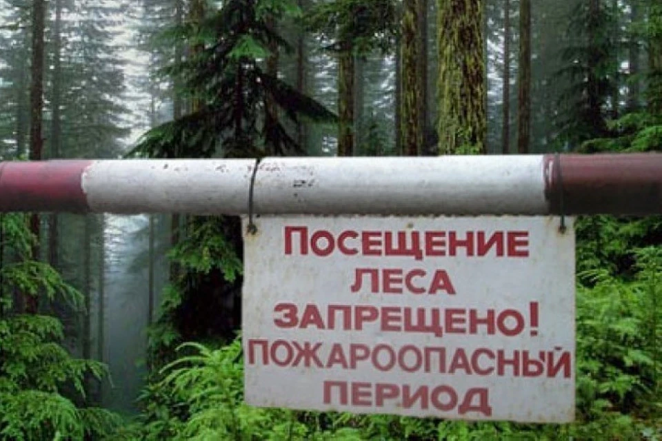 Леса Крыма закрыты для посещения док конца мая. Фото: Минприроды РК
