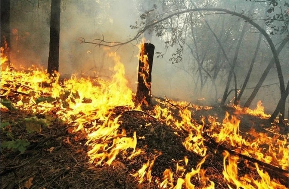 Пять лесных пожаров потушено за сутки в Иркутской области