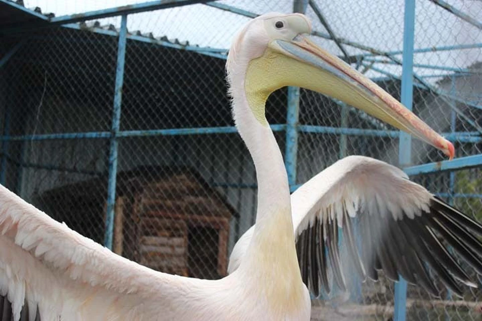 Пеликаны своим необыкновенным видом привлекают детишек