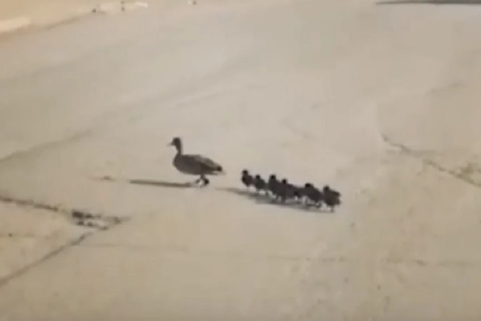 Водители в Керчи приостановили движение ради мамы-утки с выводком