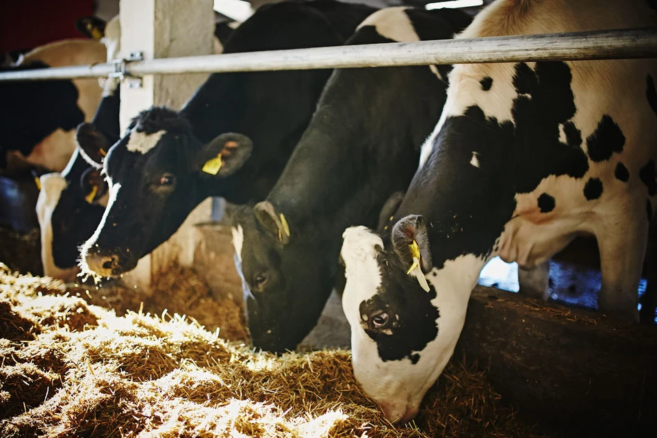 Высокое качество молока фермы «Толмачевское» - это прежде всего отличные условия содержания животных. Фото: ферма «Толмачевское».