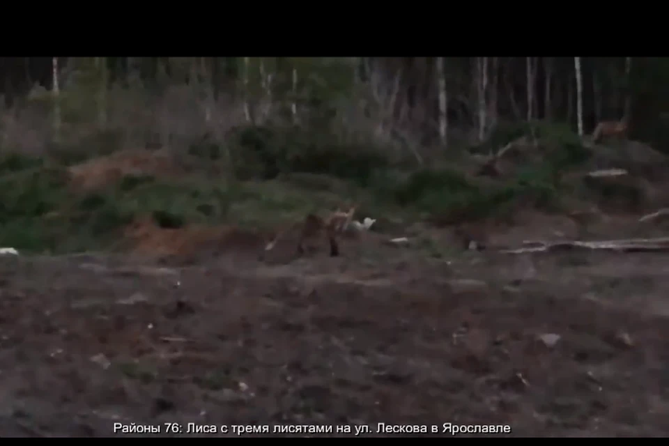 Лиса пришла с лисятами. Скриншот с видео из группы "Дядьково. Сокол Ярославль – Районы 76" ВКонтакте