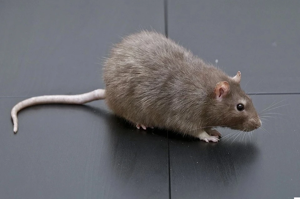 Крысы поползли из укрытий в поисках еды
