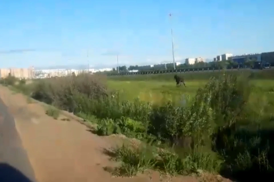 Лося, бегавшего вдоль дорог в Мурино, вернули в родную стихию. Фото: Охотнадзор Ленобласти