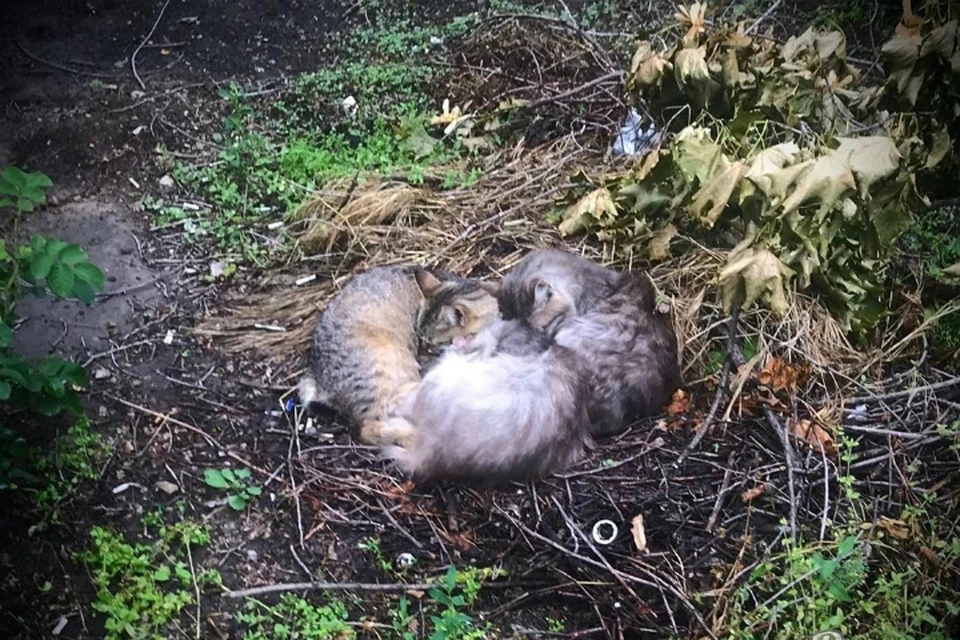 В Ростове коты начали вить гнезда. Фото: соцсети