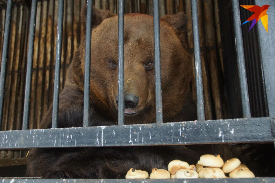 Медведи в Мурманской области все чаще выходят к людям.