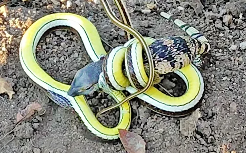 Видео смертельной схватки змеи и варана в ЮАР сняли туристы