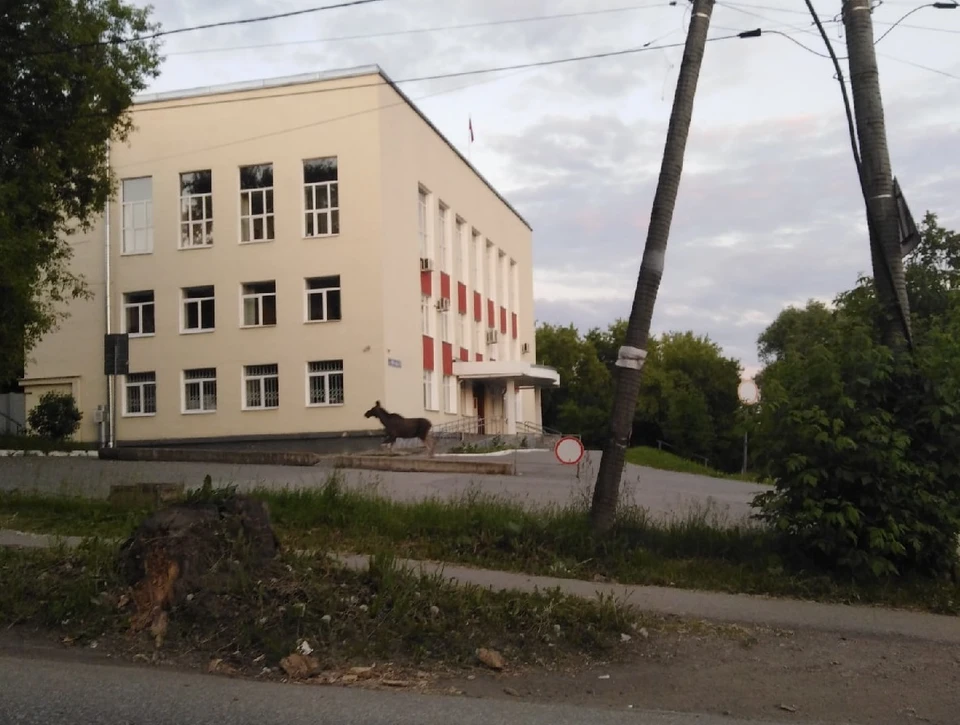 Лоси в Перми были замечены горожанами несколько раз.