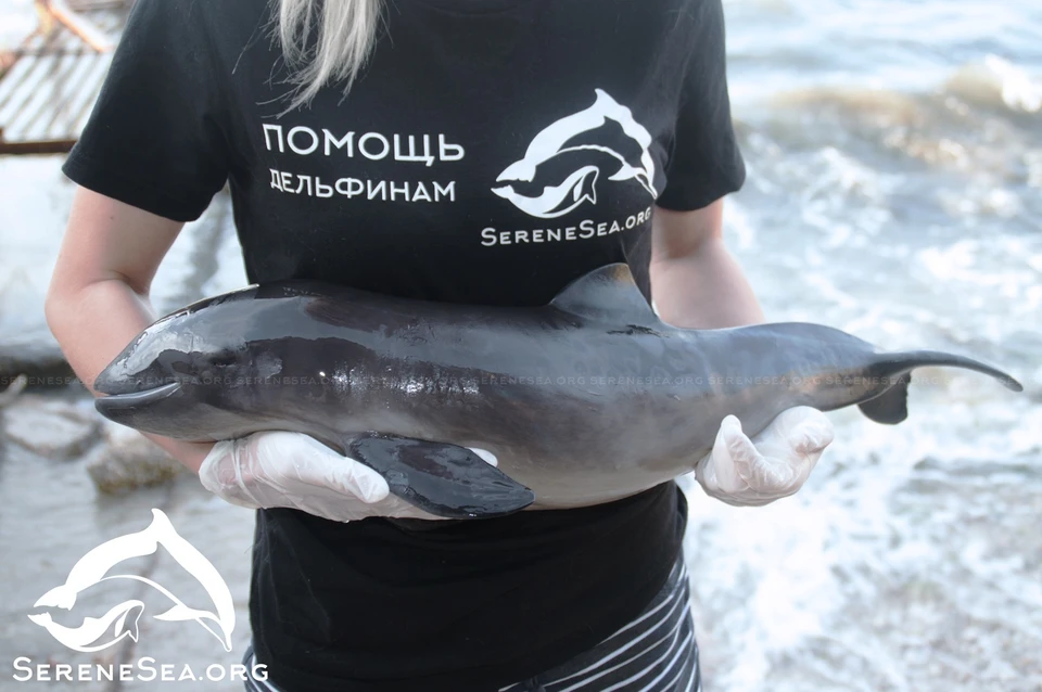 Фото: Центр реабилитации дельфинов «Безмятежное Море».