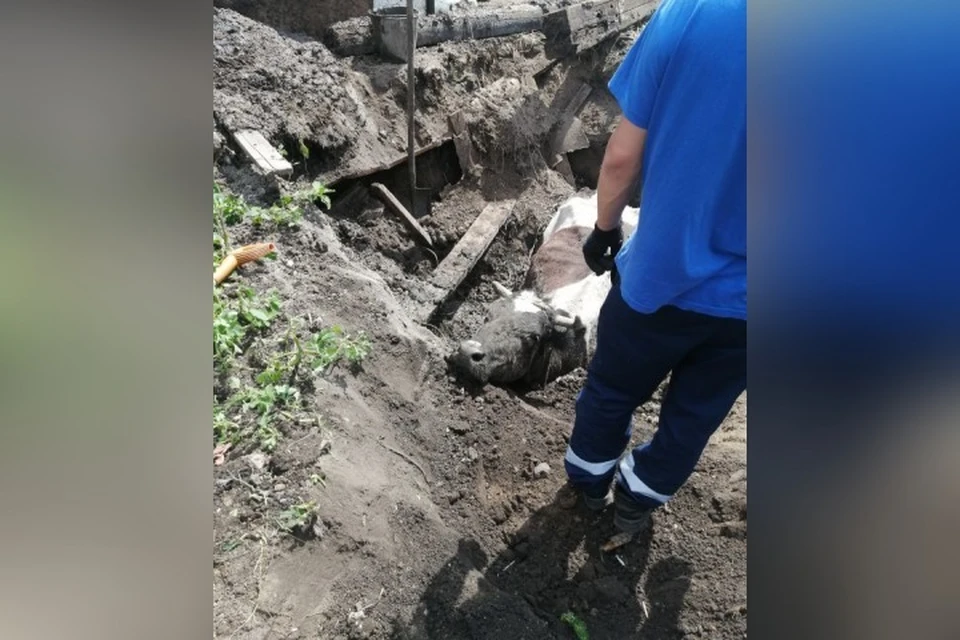Корова свалилась в выгребную яму в Новокузнецке. ФОТО: Управление по защите населения и территории города Новокузнецка.