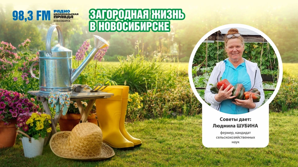 На Радио «Комсомольская правда» мы пообщались с Людмилой Шубиной, фермером, кандидатом сельскохозяйственных наук.