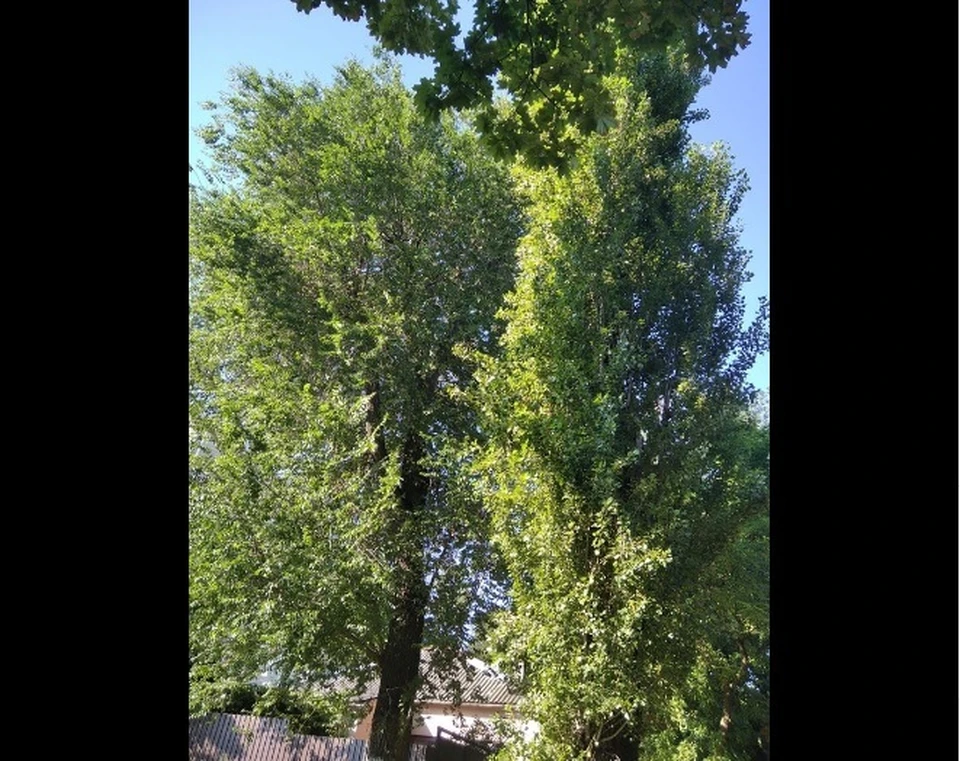Именное дерево в честь знаменитого поэта хотят срубить (Фото: соцсети).