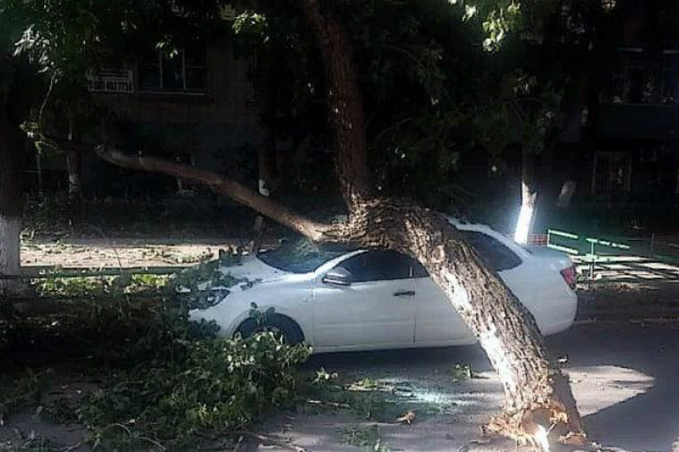 В Ростове еще одно дерево упало на машину. Фото: соцсети