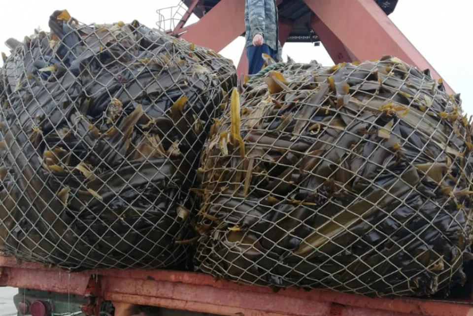 В Хабаровском крае начали добывать ценные водоросли ФОТО: минсельхоз края