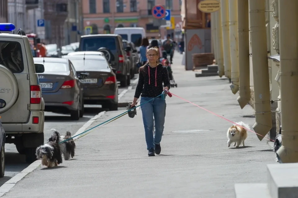 В Санкт-Петербурге прошли рейды по выявлению нарушителей правил выгула собак.