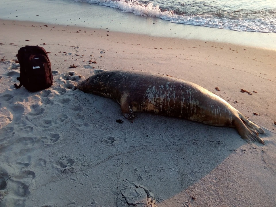 На пляже под Балтийском отдыхающие обнаружили мертвого тюленя.