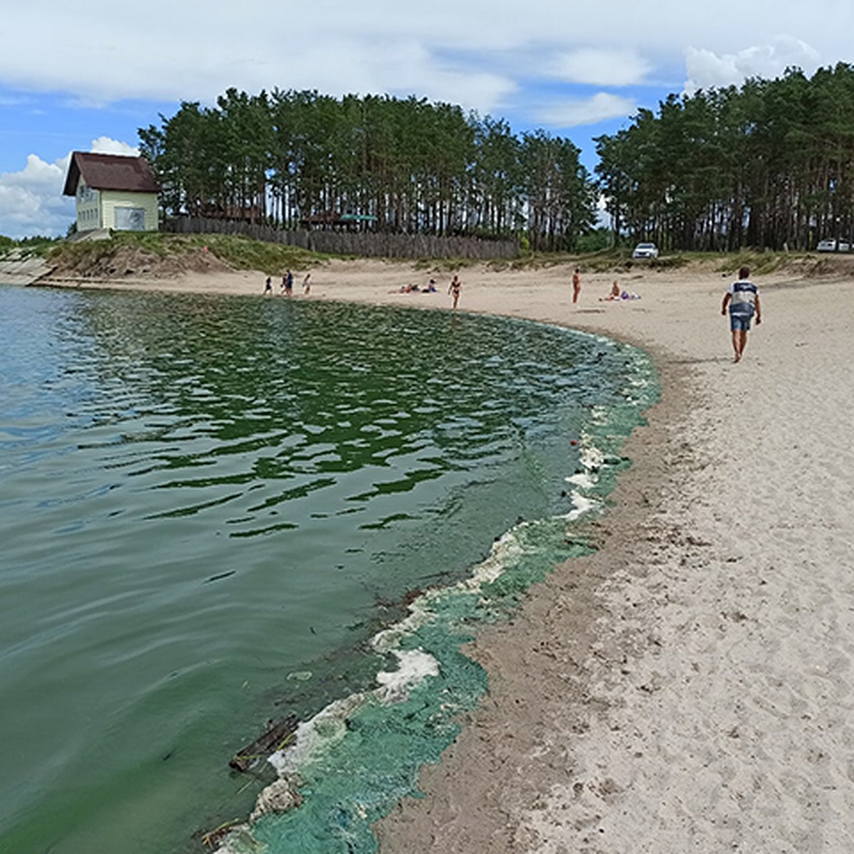 В Брянске на озере Орлик сфотографировали зеленую воду - KP.RU