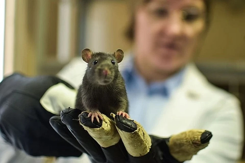 Благодаря мышам ученые выяснят, как победить заразу.