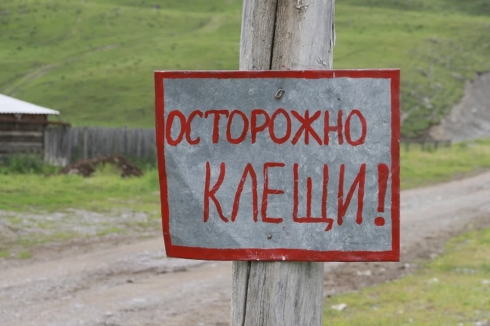 С начала года в регионе зафиксировали 18 случаев заражения клещевым боррелиозом.