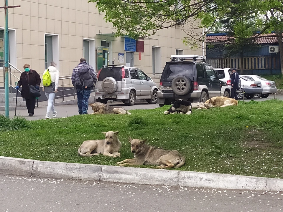 Отбилась От Стаи