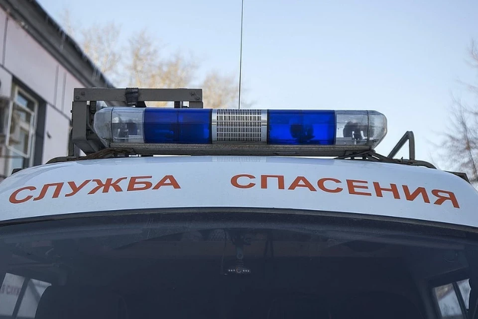 Спасателям пришлось вывезти кошку влес и оставить там.